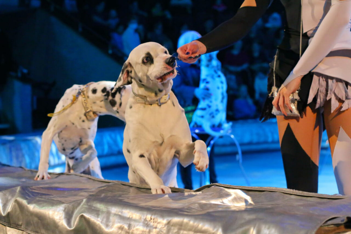 15 собак московского цирка-шапито рискуют остаться на улице