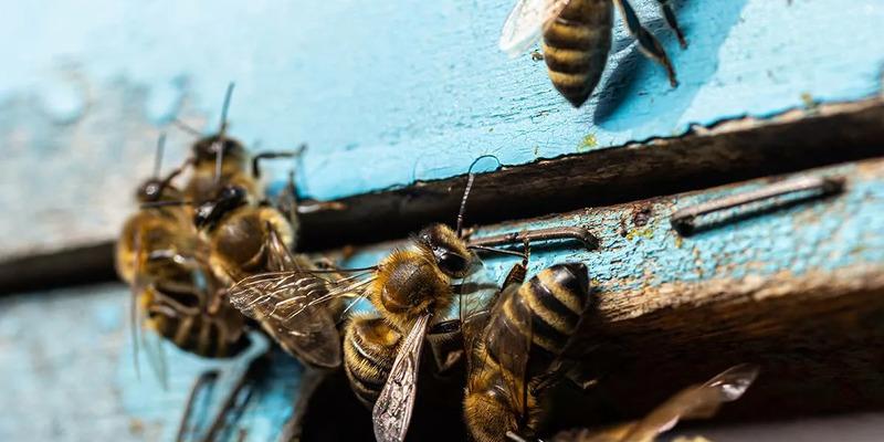 Дочь жительницы Британии пожаловалась на «монстров» в стене, которыми оказались 50 тысяч поселившихся там пчел