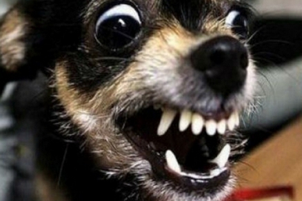 Американский ветеринар объяснил, почему собаки внезапно впадают в ярость