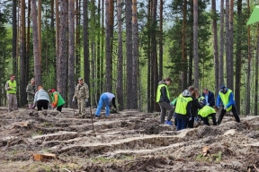 В Ульяновской области завершили весенний этап лесовосстановления