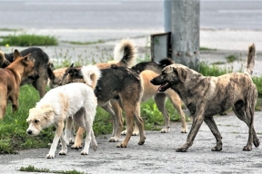 «Пули пропитаны ядом»: в Оренбурге местные жители сообщили о неизвестном, который расстреливает собак