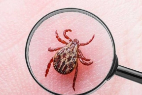 В Карелии выявлен первый в текущем году случай опасной клещевой инфекции