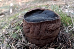 В Ярославской области найден краснокнижный гриб