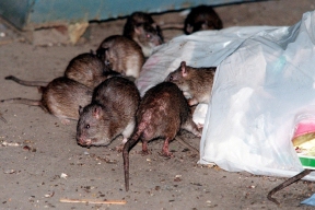 В Красноярске стая крыс терроризирует целый двор
