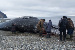 На Чукотке добыли первого в сезоне кита