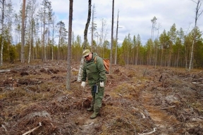 В Карелии занялись восстановлением лесных насаждений