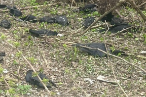 Жителей восточного города РФ напугали мертвые вороны на кладбище