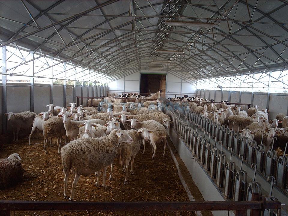 Французский инвестор откроет в Крыму ферму по выращиванию овец