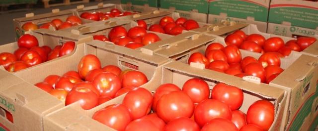 Дагестанские аграрии собрали 930 тысяч тонн овощей