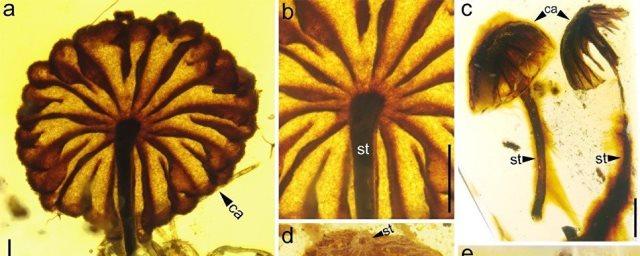 Ученые обнаружили похожие на мухоморы грибы возрастом 100 млн лет