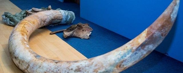 В ЯНАО ученые обнаружили бивень древнего мамонта