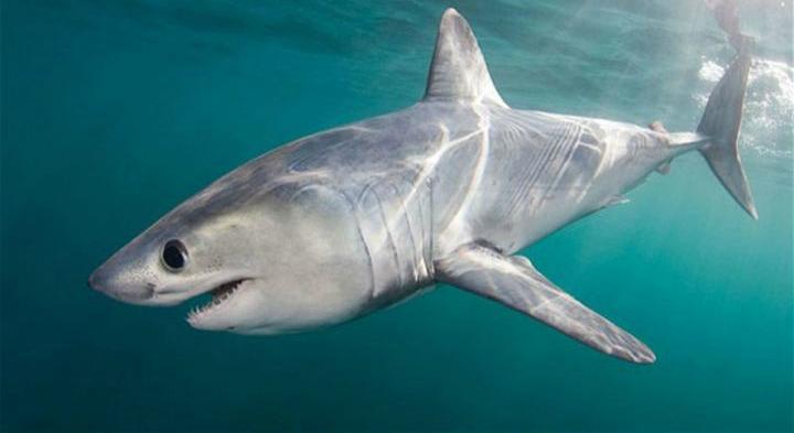 В Приморском крае акула напала на дайвера