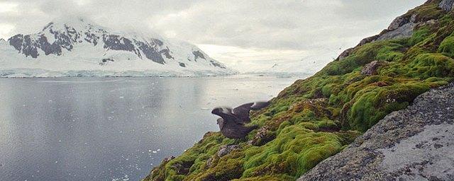 Ученые: Антарктида стремительно зеленеет
