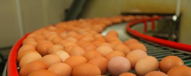 В Ставропольском крае растут объемы производства куриных яиц