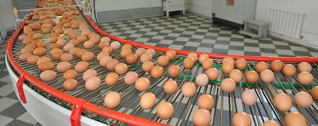 В Нижегородской области открылся новый цех про производству яиц