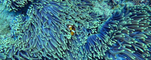 На Большом барьерном рифе найдено 195 новых видов кораллов