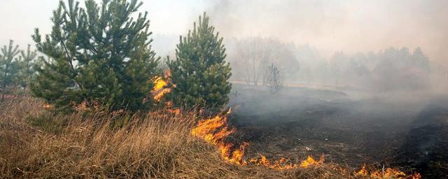В Приморье масштабный  лесной пожар едва не уничтожил целый поселок