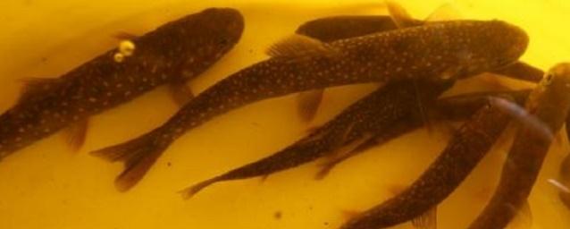 На Камчатке ученые нашли популяцию карликовых гольцов