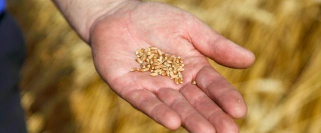 В Самарской области аграрии намолотили 2,5 млн тонн зерновых