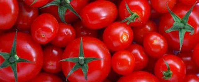 Учеными обнаружен ген, который влияет на размер помидоров