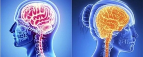 Учёные выяснили, чем отличаются женский и мужской мозг
