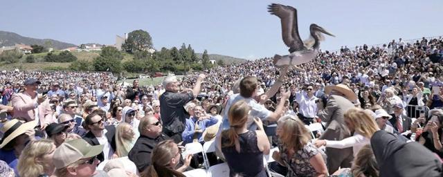 В Калифорнии пеликаны едва не сорвали выпускной в университете