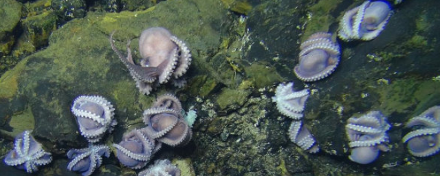 «Ясли» глубоководных осьминогов обнаружили на трехкилометровой глубине