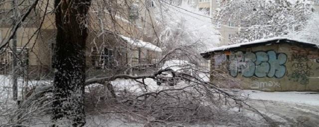 В Воронеже за неделю упало более 300 деревьев