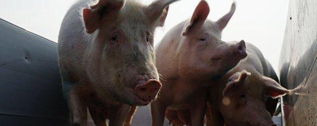 В Романовском районе зафиксировали вспышку африканской чумы свиней