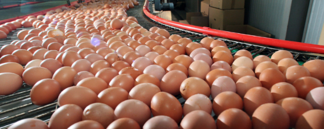 В США из-за угрозы распространения сальмонеллеза изымают 200 млн яиц