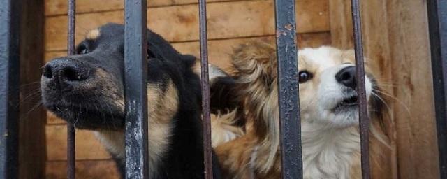 В Тюмени в этом году дом нашли более 800 безнадзорных животных