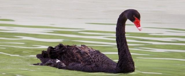 В парке Казани на Черном озере поселят двух черных лебедей
