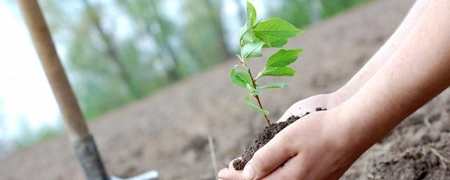 В Подмосковье 16 сентября пройдет акция «Наш лес. Посади свое дерево»