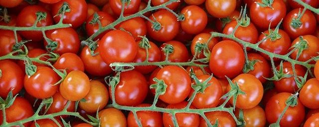 СМИ: Россия вернет турецкие помидоры на свой рынок в октябре