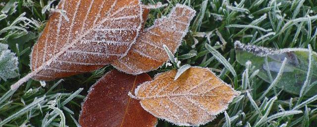 В Самарской области прогнозируют первые заморозки