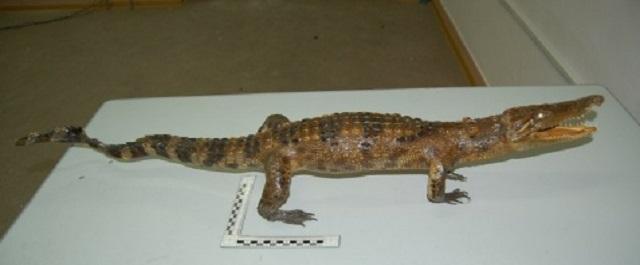 Таможенники Татарстана передали музею конфискованные чучела крокодилов