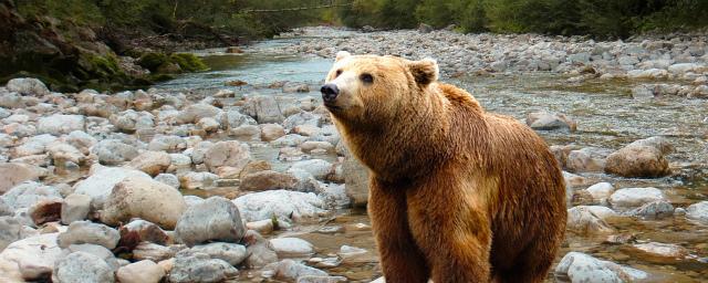 На улицах Северодвинска заметили медведя