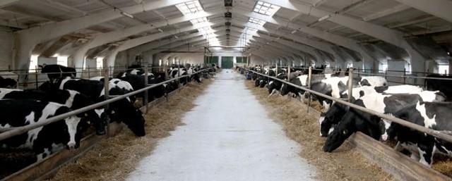 В Саратовской области планируют открыть три молочные фермы