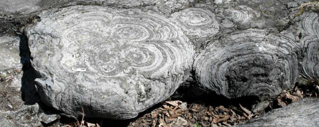 Окаменелые строматолиты возрастом 3,7 млн лет оказались обычным камнем