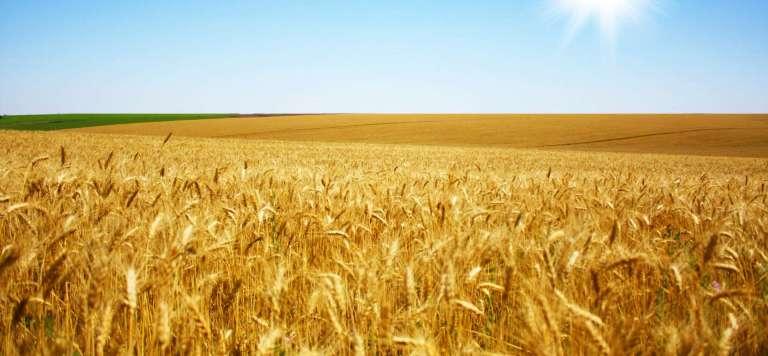 В Минсельхозе заявили о планах нарастить производство зерна за 10 лет