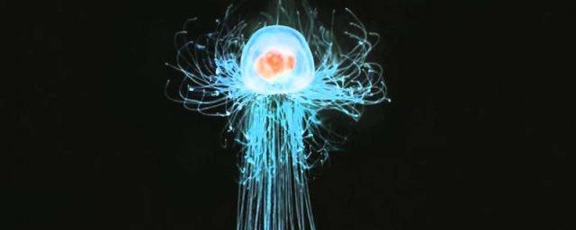 Ученые нашли способную жить вечно медузу