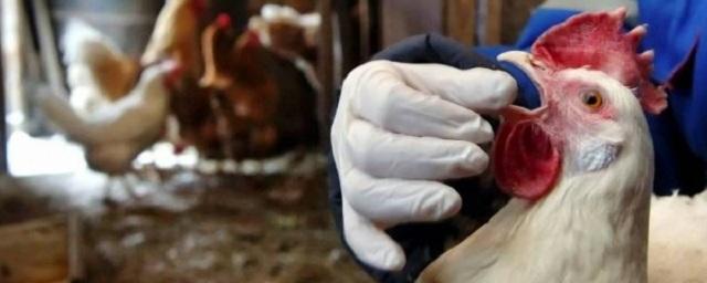 На подмосковном заводе от птичьего гриппа умерли 11 тысяч кур
