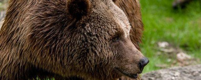 В НП «Таганай» медведь напал на фотоловушку