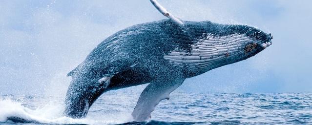На Чукотке ученые будут изучать популяции китообразных