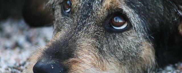 В подмосковной Ивантеевке в лесу обнаружили свалку трупов собак