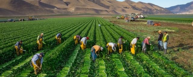 Ученые рассказали о влиянии климатических изменений на урожай