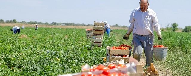 Дагестанские аграрии собрали более 630 тысяч тонн овощей
