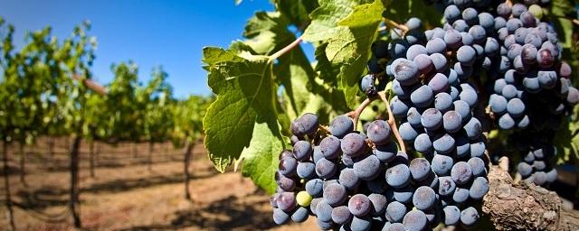 На Дону на развитие виноградарства и садоводства выделят 53 млн рублей