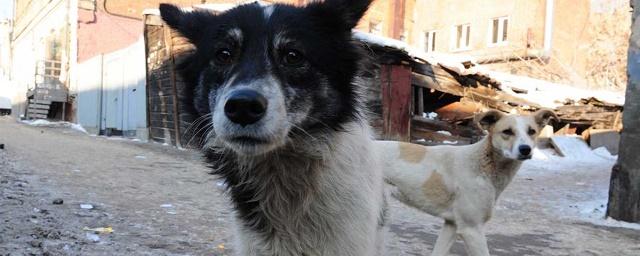 В Саратове с начала года отловили 900 бездомных собак