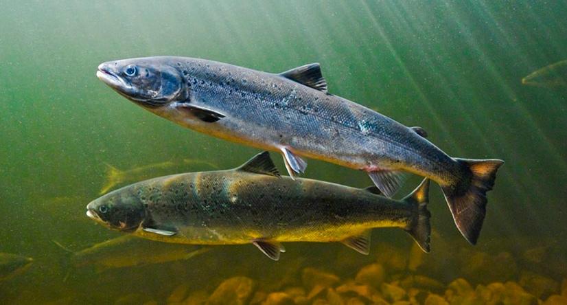 В Калининградской области планируют выращивать лососевые породы рыб